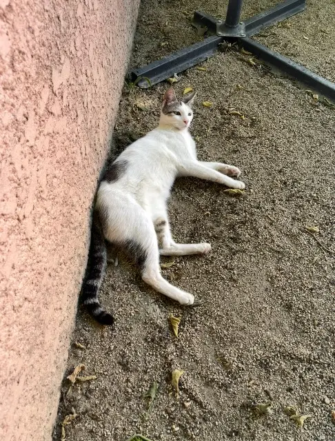 chat lost   30190 Saint-Geniès-de-Malgoirès Olaf