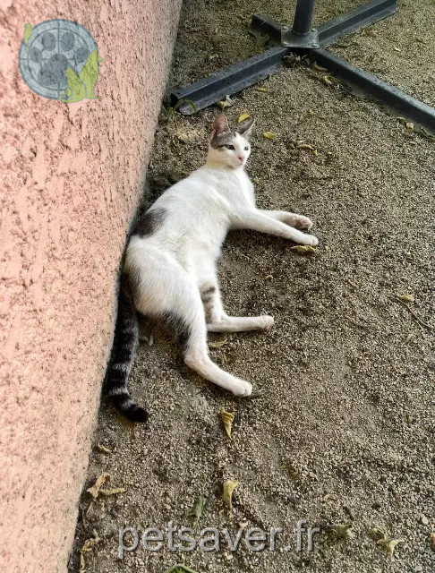 kater vermist 30190 Saint-Geniès-de-Malgoirès Olaf kater lost 30190 Saint-Geniès-de-Malgoirès Olaf