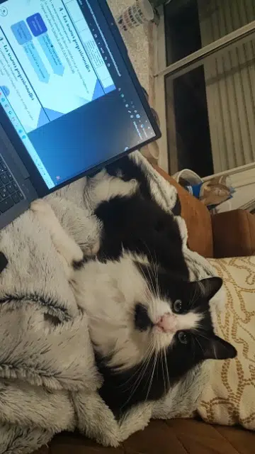 chat lost   30330 Gaujac Oreo