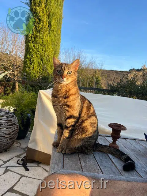 chat lost   30700 Saint-Victor-des-Oules Orion