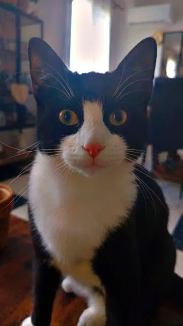 chat lost   30330 Connaux Pako