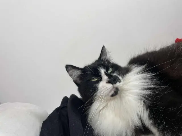 chat lost   30310 Vergèze Pantoufle