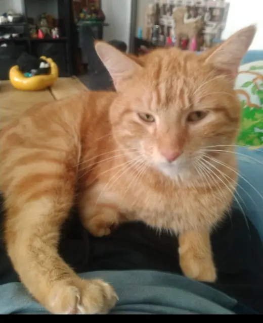 chat lost   30350 Lézan Papou