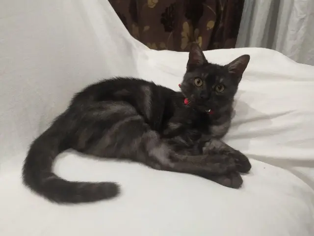 kater vermist 30230 Bouillargues Paulo kater lost 30230 Bouillargues Paulo