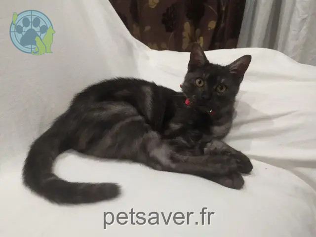 gato perdido 30230 Bouillargues Paulo gato lost 30230 Bouillargues Paulo