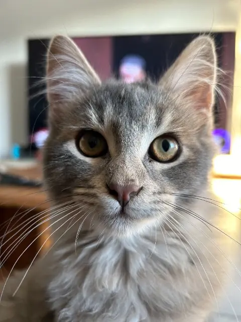 chat lost   30200 Vénéjan Petit bout