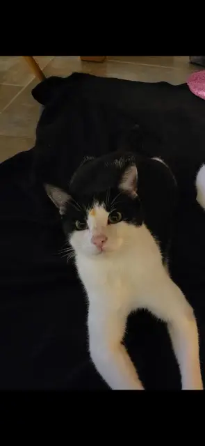 chat lost   30320 Bezouce Pim