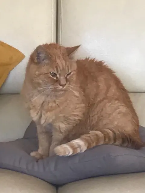 chat lost   30700 Saint-Quentin-la-Poterie Pimpin