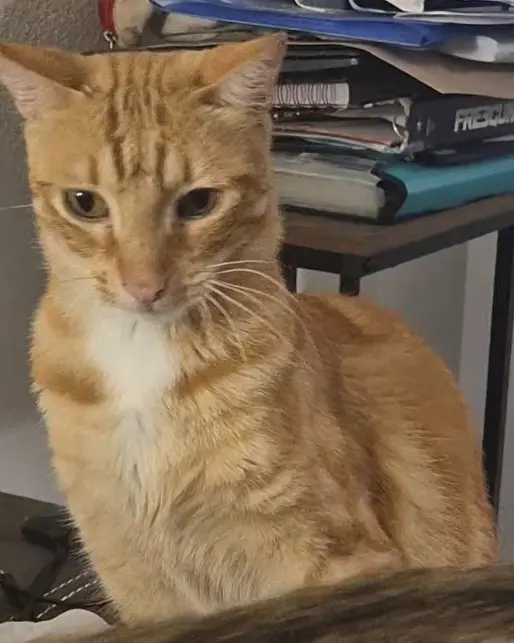 Chat Perdu 30 Gard - Pitou Chat Perdu 30 Gard - Pitou
