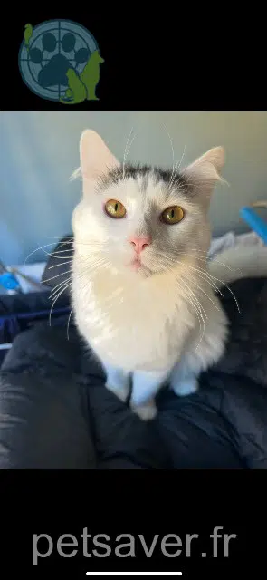 chat lost 30240 Le Grau-du-Roi Plume