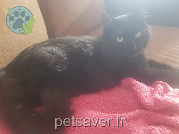 Chat Perdu 30 Gard - Ponpon Chat Perdu 30 Gard - Ponpon