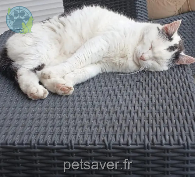 chat perdu 30350 Aigremont Prince chat lost 30350 Aigremont Prince