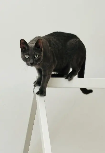 chat lost   30300 Beaucaire Précieux