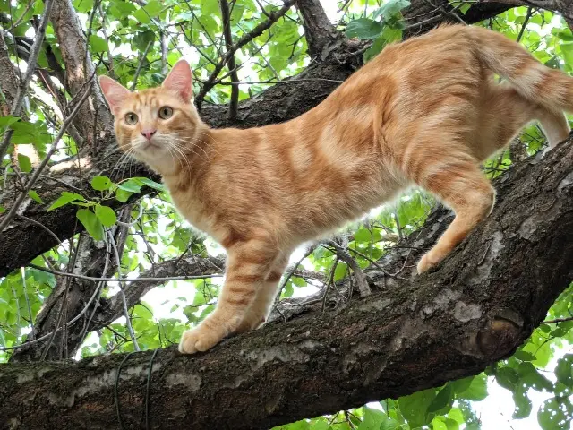 chat lost   30140 Tornac Pumpkin