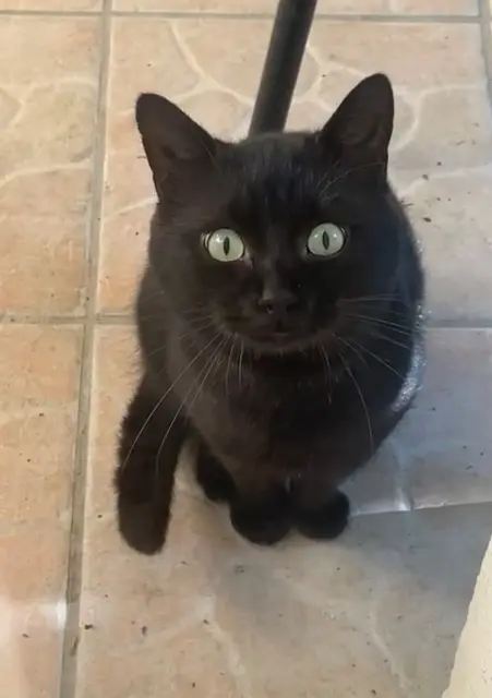 chat lost   30380 Saint-Christol-lez-Alès Pépito dit Pépep