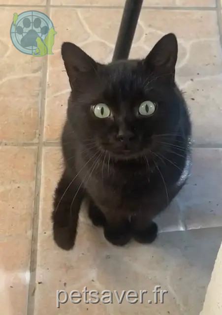 cat lost 30380 Saint-Christol-lez-Alès Pépito dit Pépep cat lost 30380 Saint-Christol-lez-Alès Pépito dit Pépep