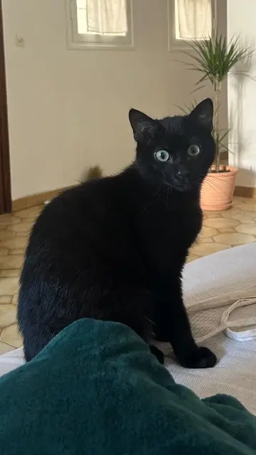 chat lost   30300 Beaucaire Pétrus