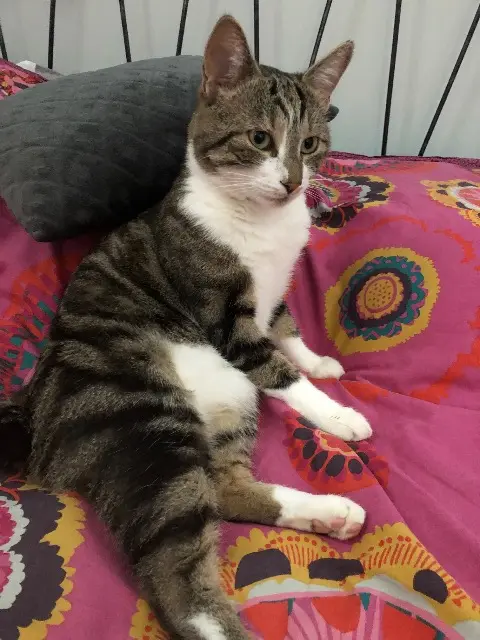 chat lost   30660 Gallargues-le-Montueux Rio