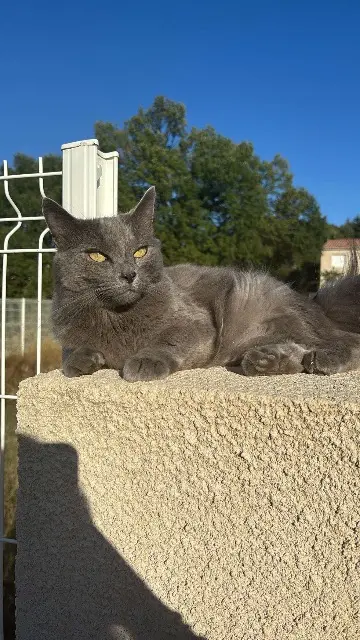 chat lost   30100 Alès Rio