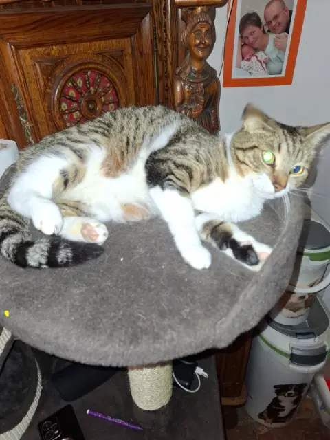 chat lost   30640 Beauvoisin Roket