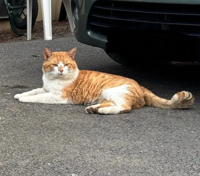 chat lost   30330 Tresques Rouquin