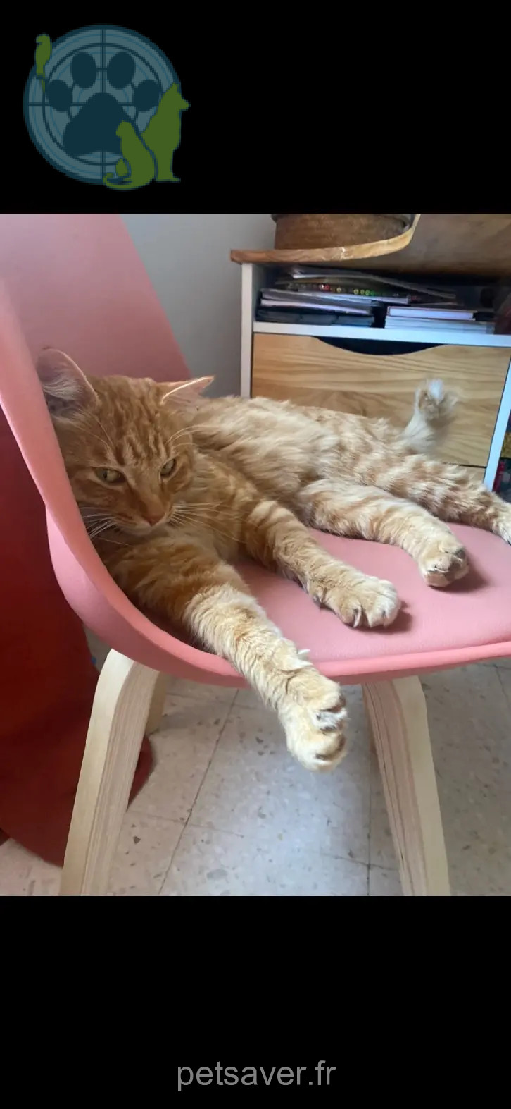 Chat Perdu 30 Gard - Roux Chat Perdu 30 Gard - Roux