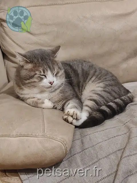 chat lost   30110 La Grand-Combe Rufus