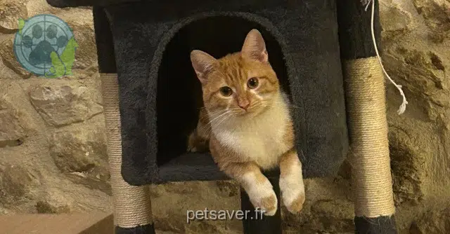 chat lost   30190 Sauzet Salameche