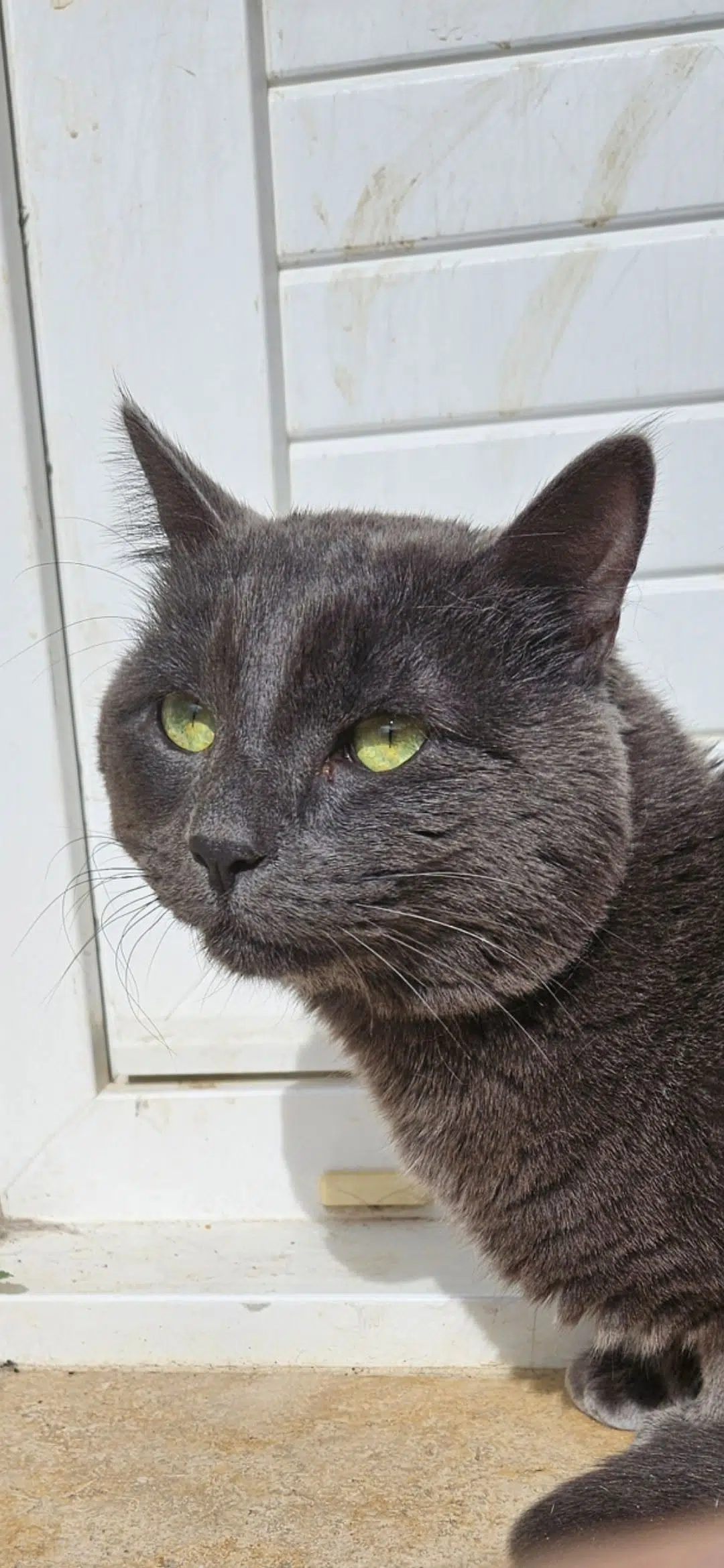 chat lost   30630 Goudargues Samael