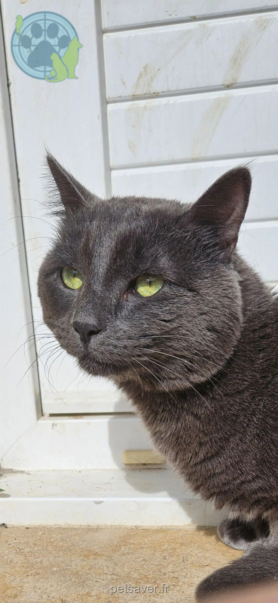 gato perdido 30630 Goudargues Samael gato lost 30630 Goudargues Samael