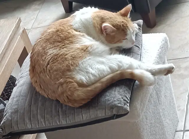 chat lost   30140 Bagard Sanka