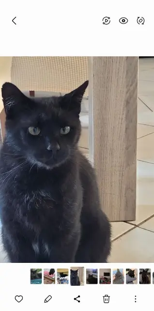 chat lost   30700 Serviers-et-Labaume MERLIN