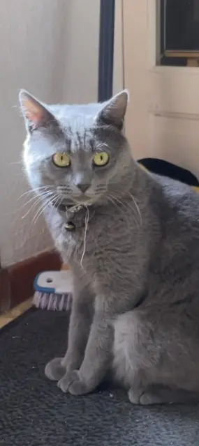 chat lost   30920 Codognan Seven