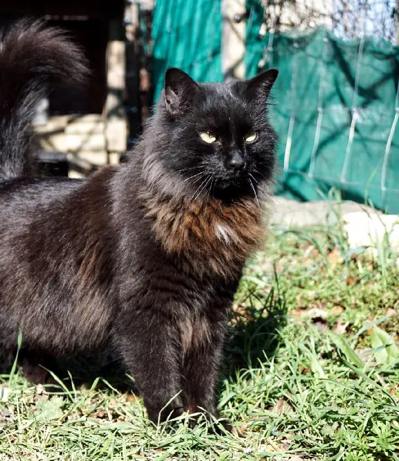 Chat Perdu 30 Gard - Sharp Chat Perdu 30 Gard - Sharp