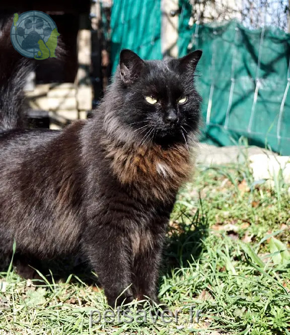Chat Perdu 30 Gard - Sharp Chat Perdu 30 Gard - Sharp