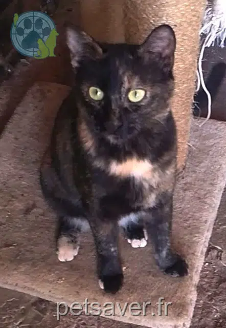 gatto perso 30200 Bagnols-sur-Cèze Sizyphe gatto lost 30200 Bagnols-sur-Cèze Sizyphe