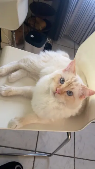 chat lost   30820 Caveirac Snowy