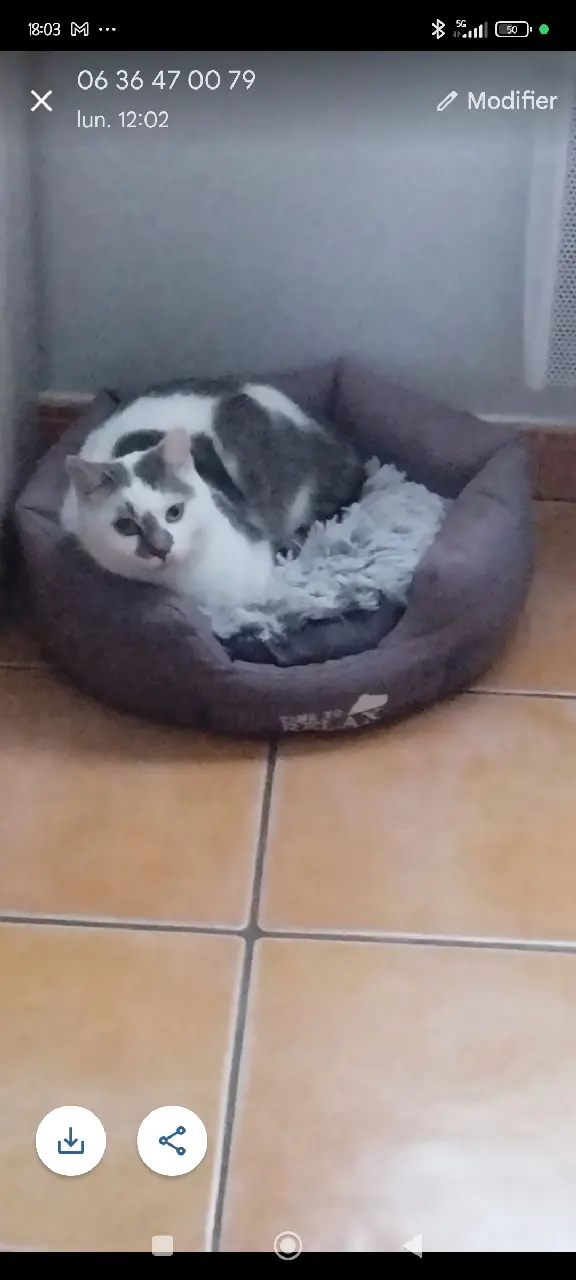 Chat Perdu 30 Gard - Sultan Chat Perdu 30 Gard - Sultan