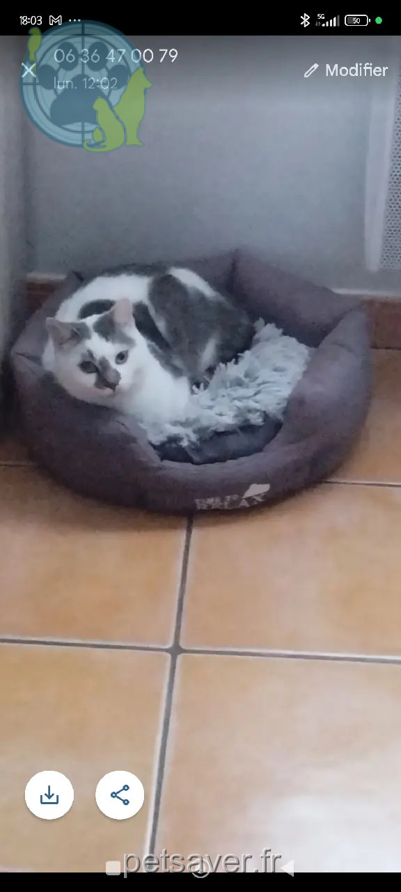 Chat Perdu 30 Gard - Sultan Chat Perdu 30 Gard - Sultan