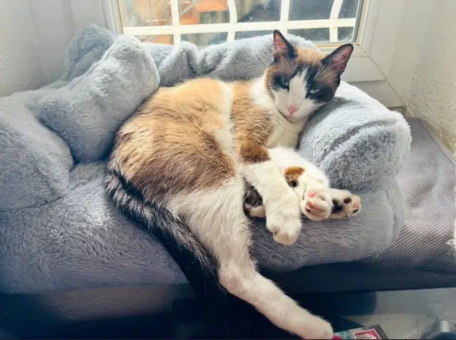 chat lost   30730 Saint-Mamert-du-Gard Sushi