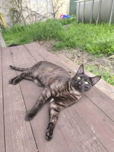 chat lost   30220 Aigues-Mortes Taro