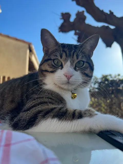 chat lost   30470 Aimargues Tarzan