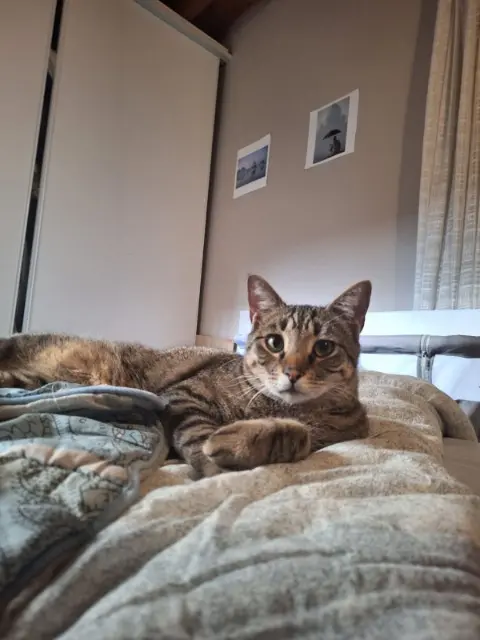gato perdido 30230 Bouillargues TEACH gato lost 30230 Bouillargues TEACH