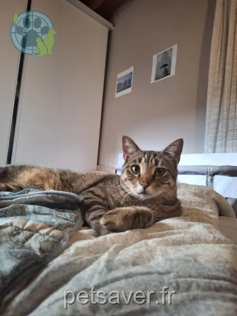 Kater vermisst 30230 Bouillargues TEACH Kater lost 30230 Bouillargues TEACH