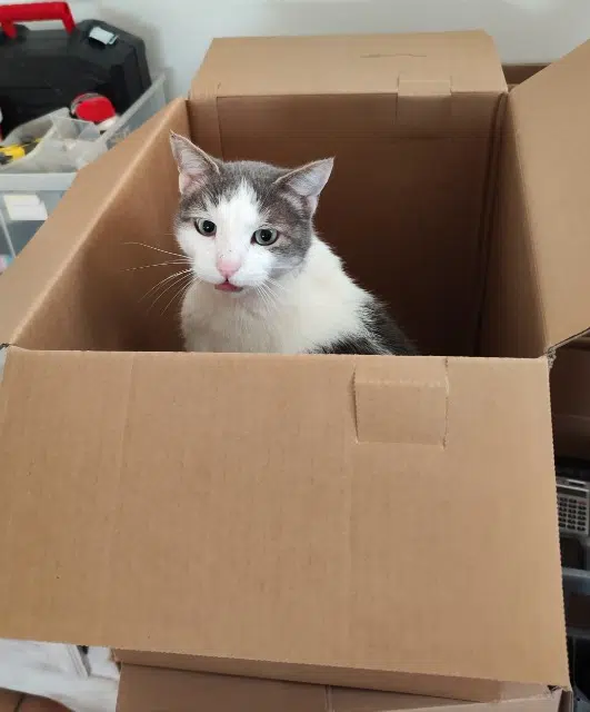 chat lost   30390 Théziers Tac