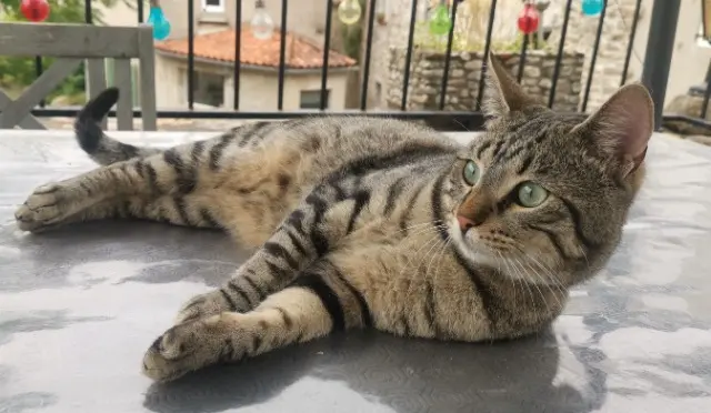 chat lost   30410 Meyrannes Tigrou