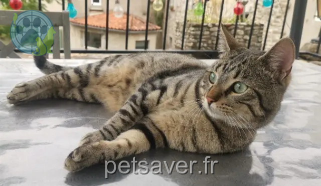 gatto perso 30410 Meyrannes Tigrou gatto lost 30410 Meyrannes Tigrou