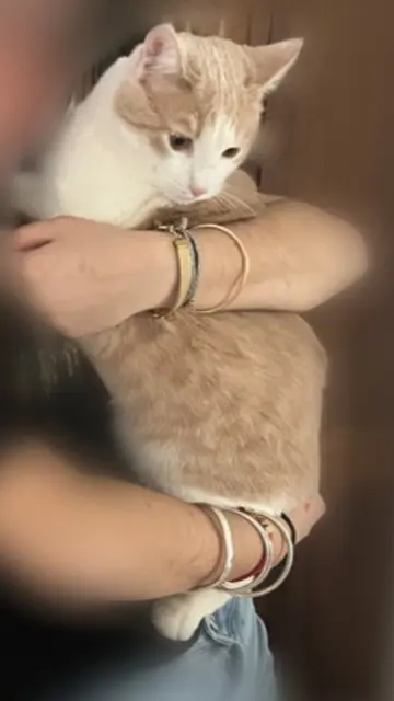 chat lost   30190 Moussac Tilly