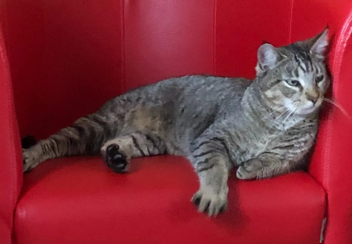 Chat Perdu 30 Gard - Timon Chat Perdu 30 Gard - Timon