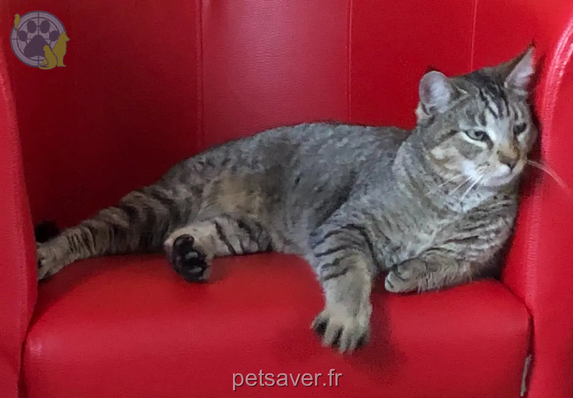 Chat Perdu 30 Gard - Timon Chat Perdu 30 Gard - Timon